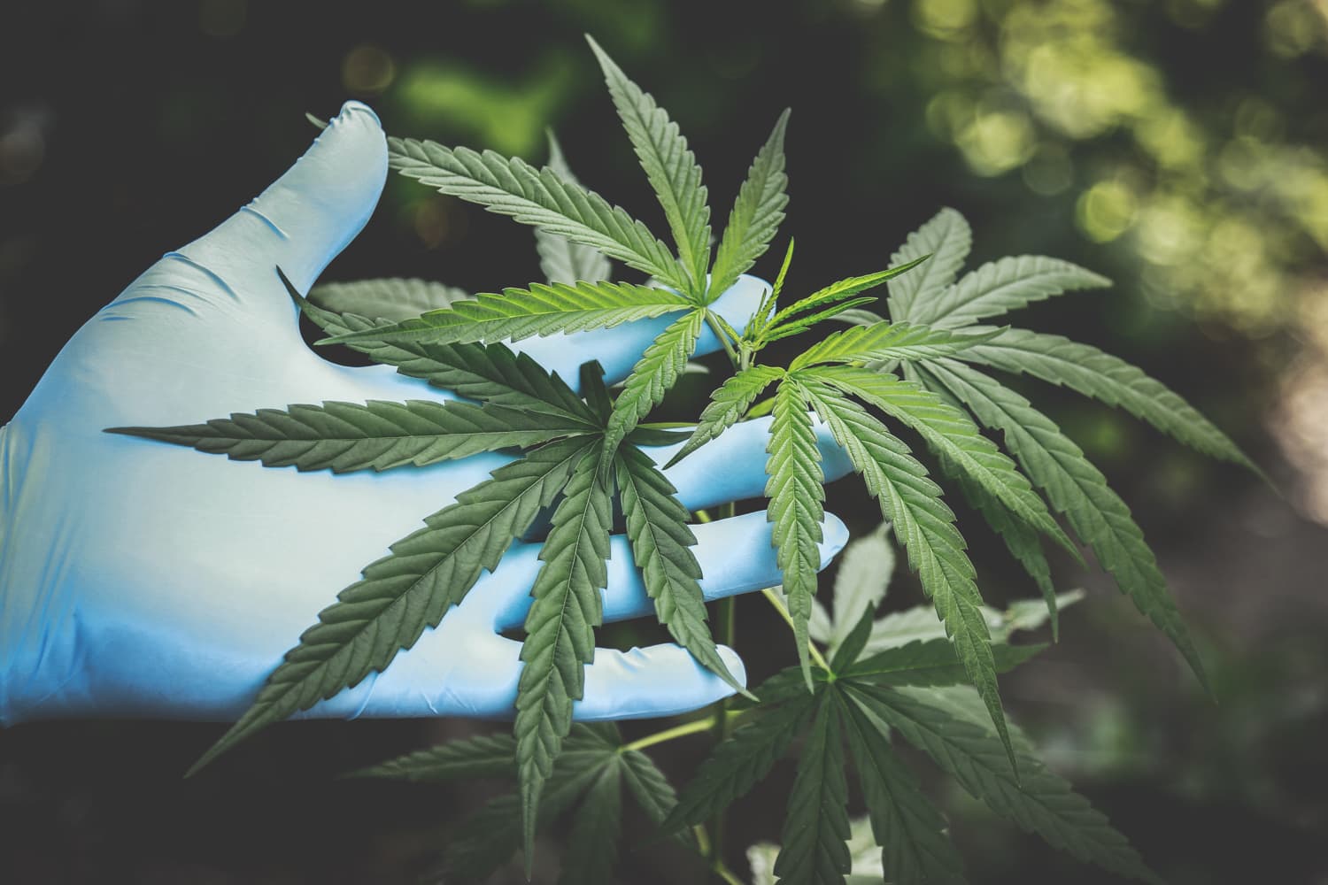 duckworth-cannabis-consulting-1500-10 duckworth-cannabis-consulting-1500-10